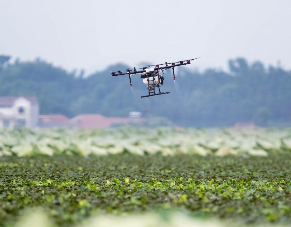drones sobre huerto regando el cultivo.