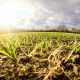 imagen del cielo y plantas haciendo alusión al análisis del suelo agrícola