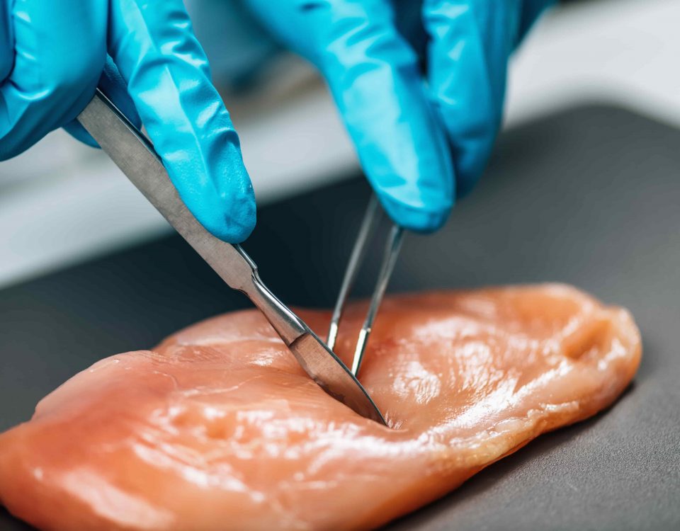 pechuga de pollo siendo cortada con un bisturí para investigar su riesgo bacteriano