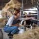 imagen de un criadero de vacas y mujer dándoles de comer.