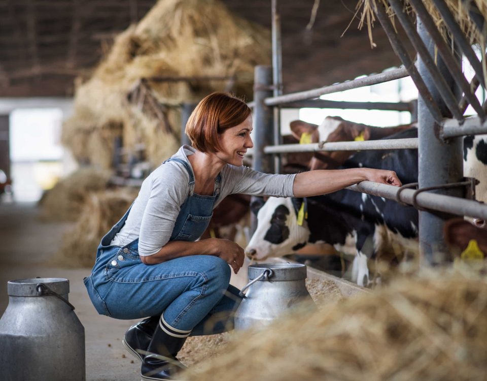 imagen de un criadero de vacas y mujer dándoles de comer.