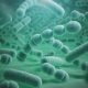 imagen de las bacterias de la legionella