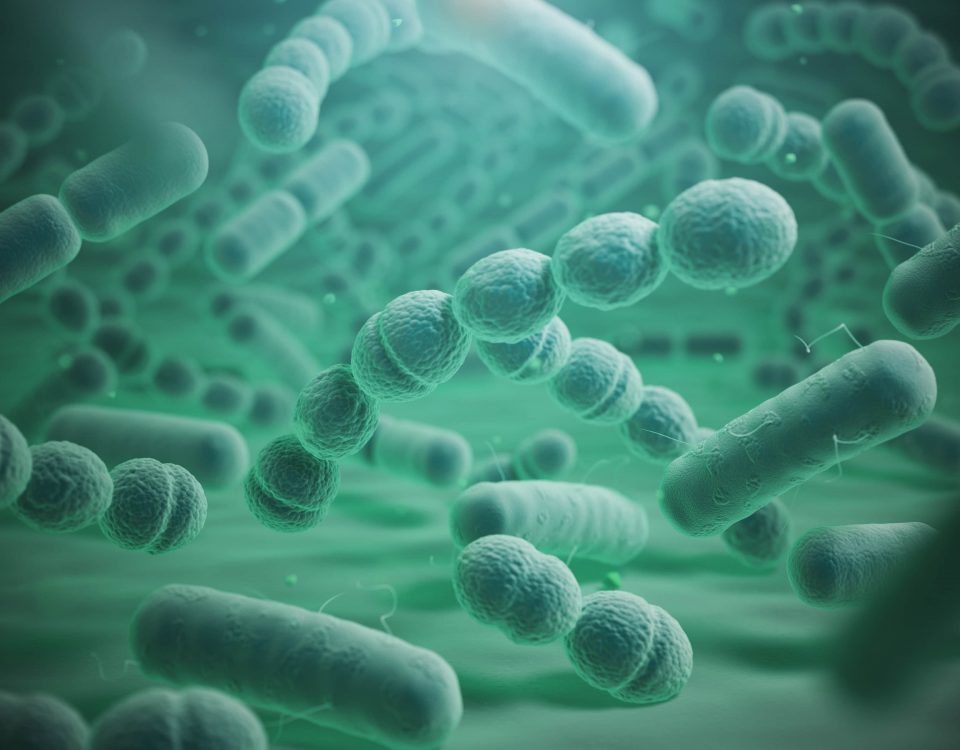 imagen de las bacterias de la legionella