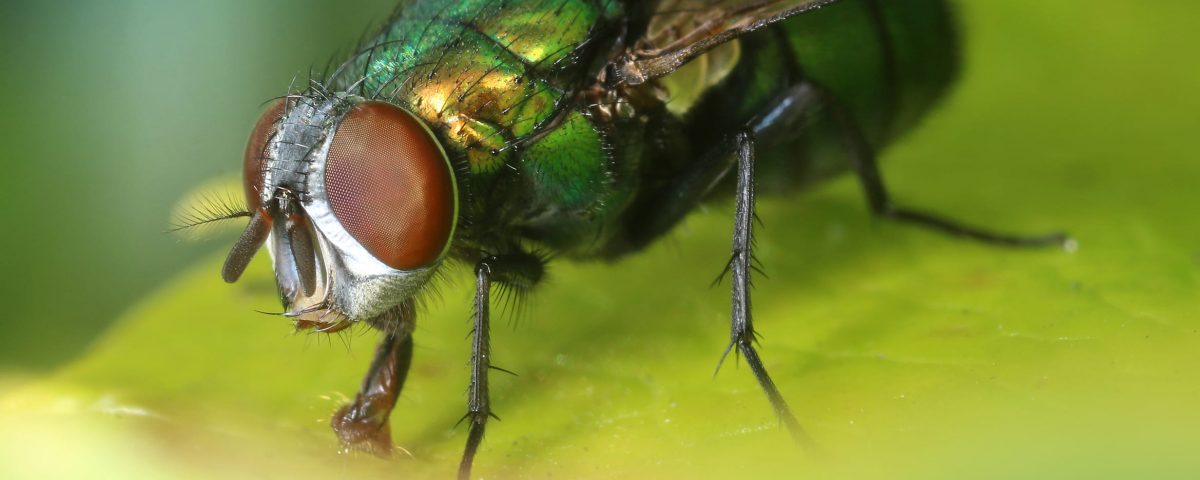 mosca desde cerca sobre una hoja