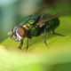 mosca desde cerca sobre una hoja