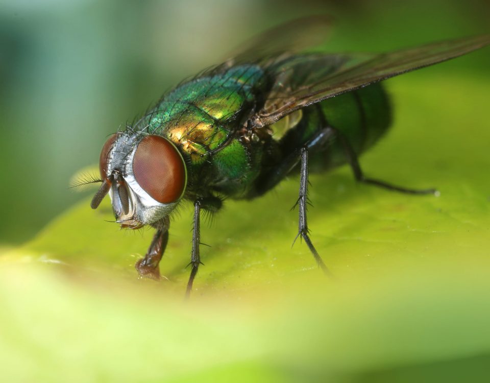 mosca desde cerca sobre una hoja