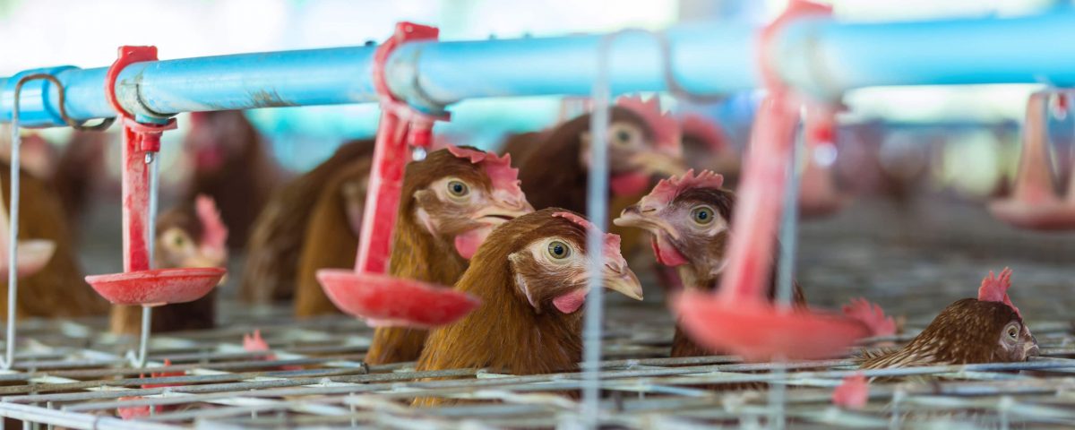 gallinas depositadas en granjas