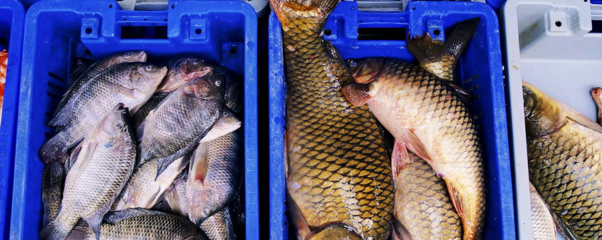 pescado crudo en el que han detectado mercurio