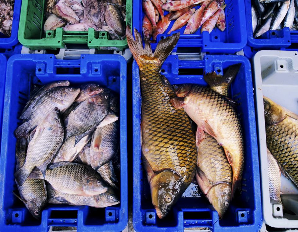 pescado crudo en el que han detectado mercurio