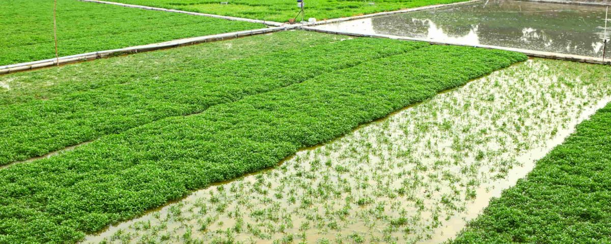 reducción de plantas en diferentes cosechas