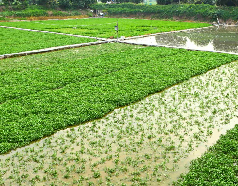 reducción de plantas en diferentes cosechas