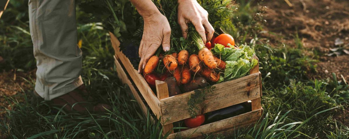 caja sobre un huerto de tierra con verduras como zanahoria, lechuga