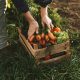 caja sobre un huerto de tierra con verduras como zanahoria, lechuga