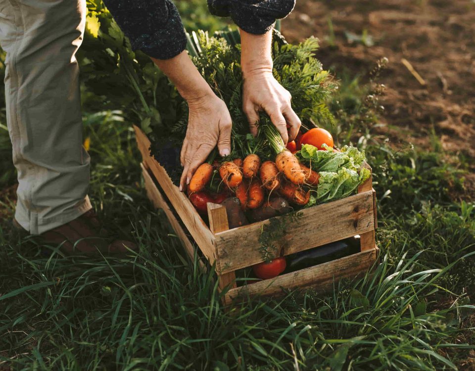 caja sobre un huerto de tierra con verduras como zanahoria, lechuga