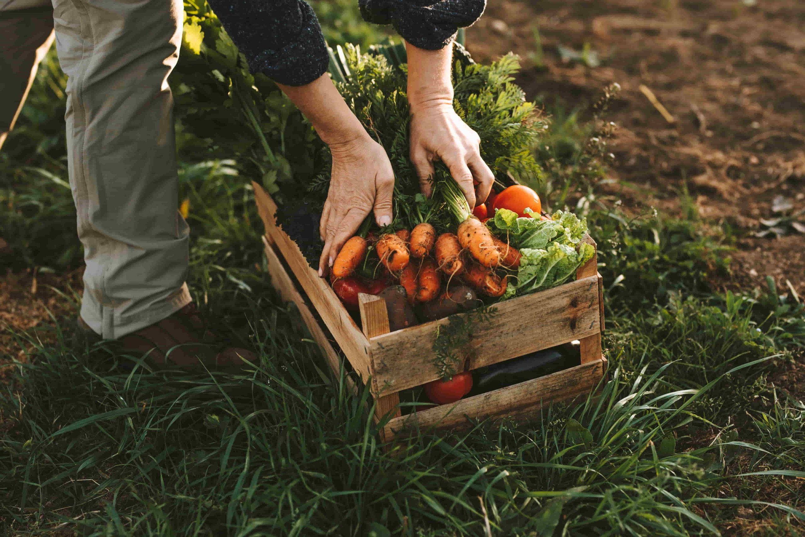 caja sobre un huerto de tierra con verduras como zanahoria, lechuga