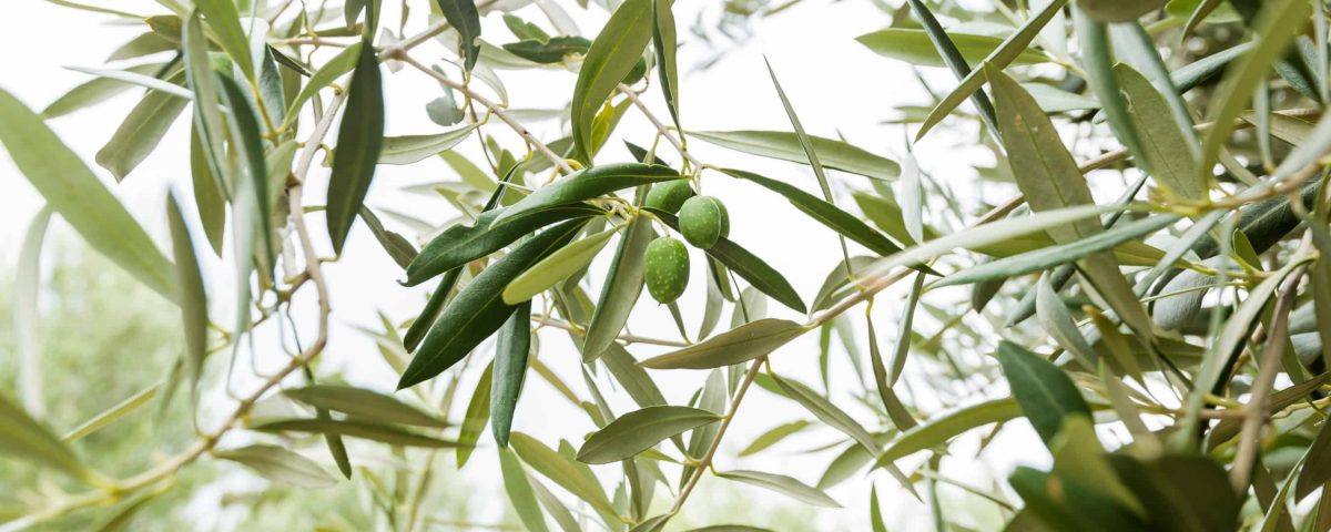 ramas de olivo con aceitunas