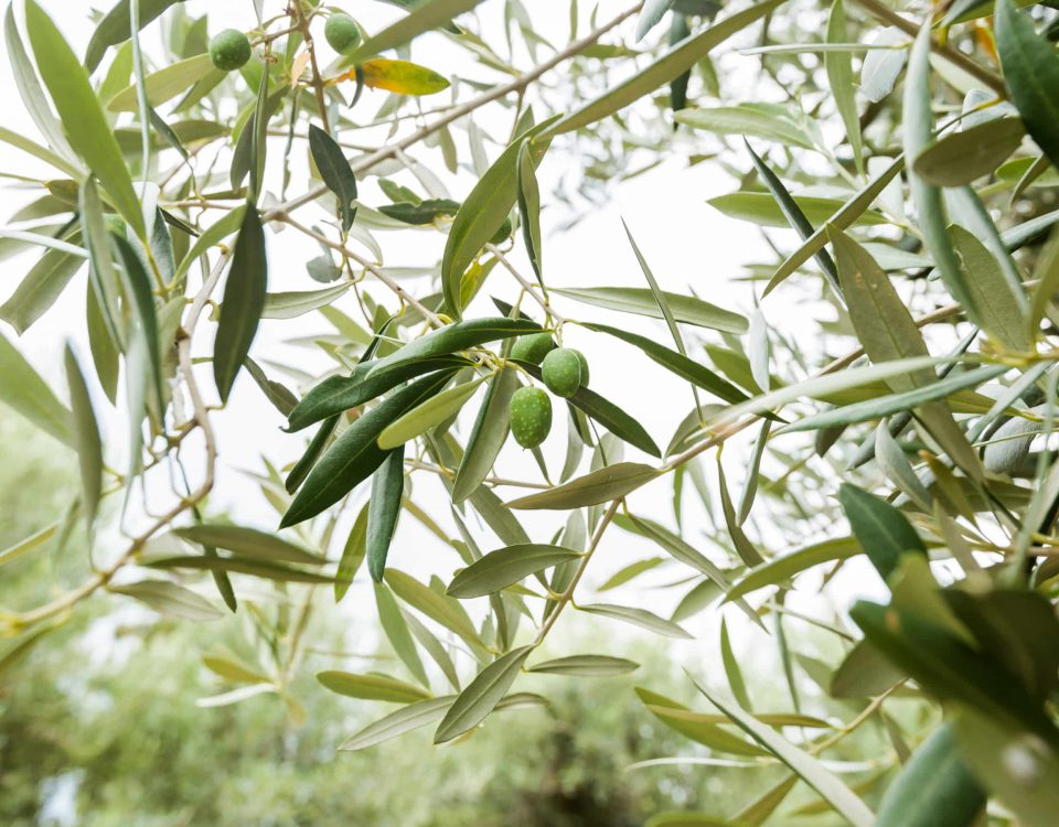 ramas de olivo con aceitunas