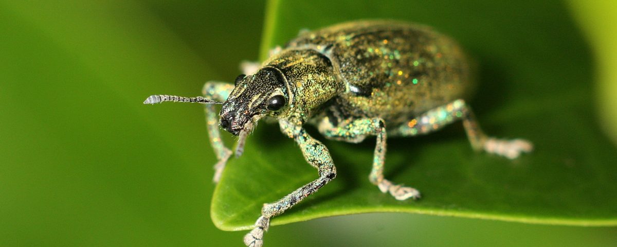 insecto posado sobre una hoja