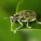 insecto posado sobre una hoja