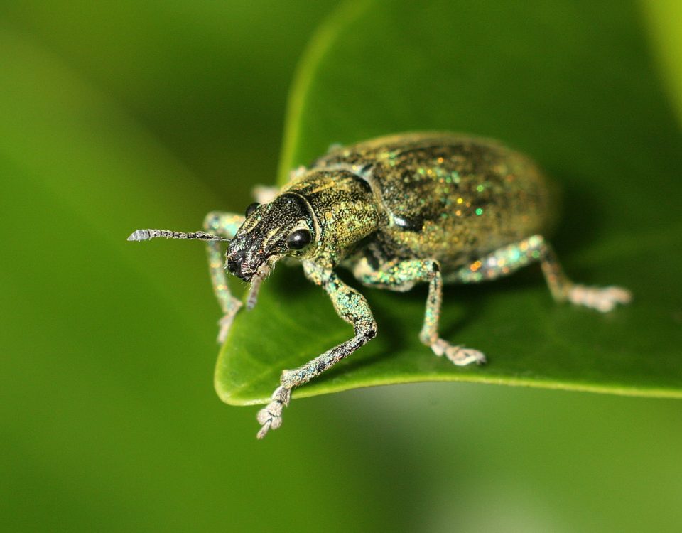 insecto posado sobre una hoja