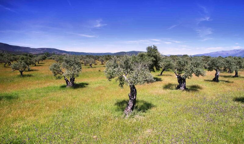 terreno con olivos