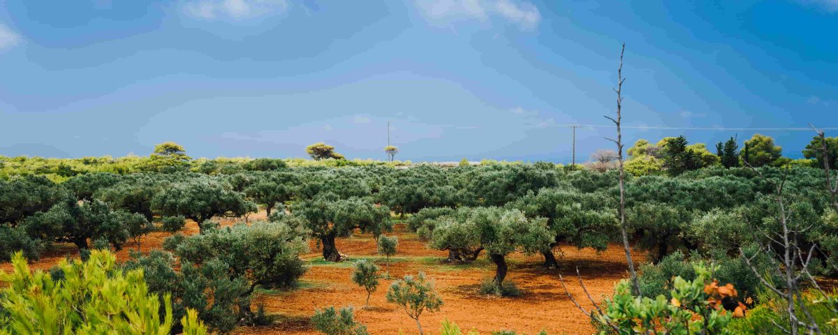 terreno lleno de olivos.