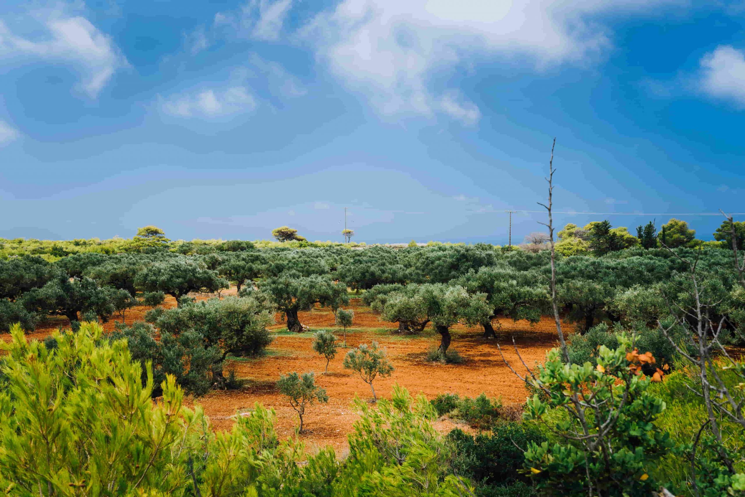 terreno lleno de olivos.