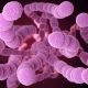 Imagen de bacterias intestinales