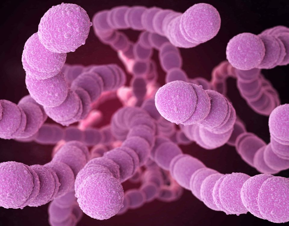Imagen de bacterias intestinales