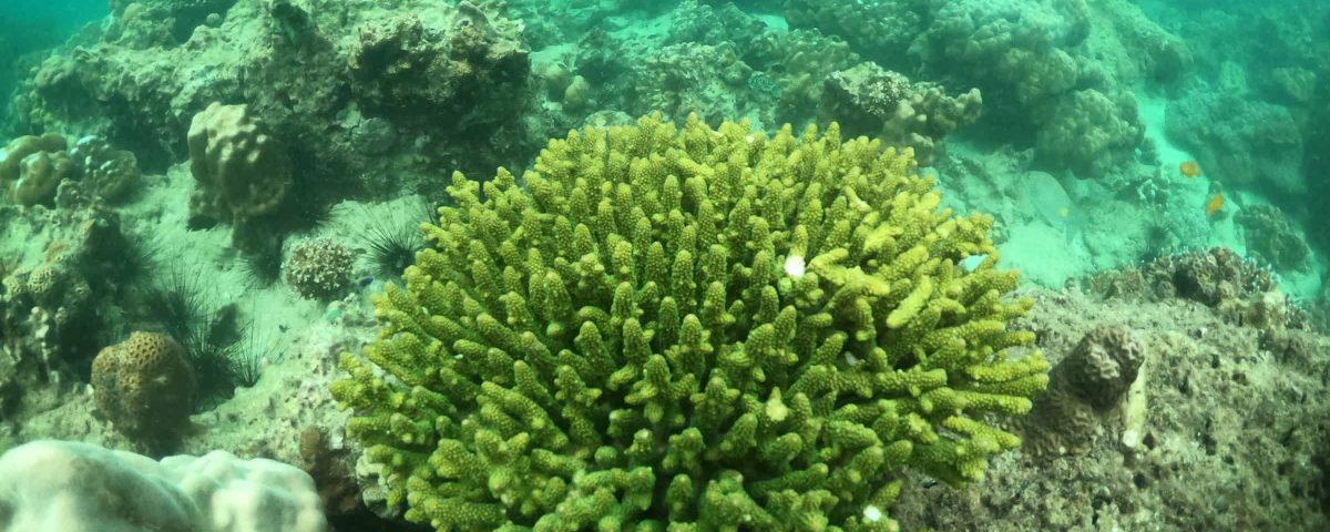 imagen de praderas marinas en el fondo del mar