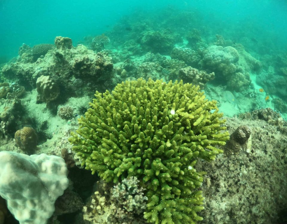 imagen de praderas marinas en el fondo del mar