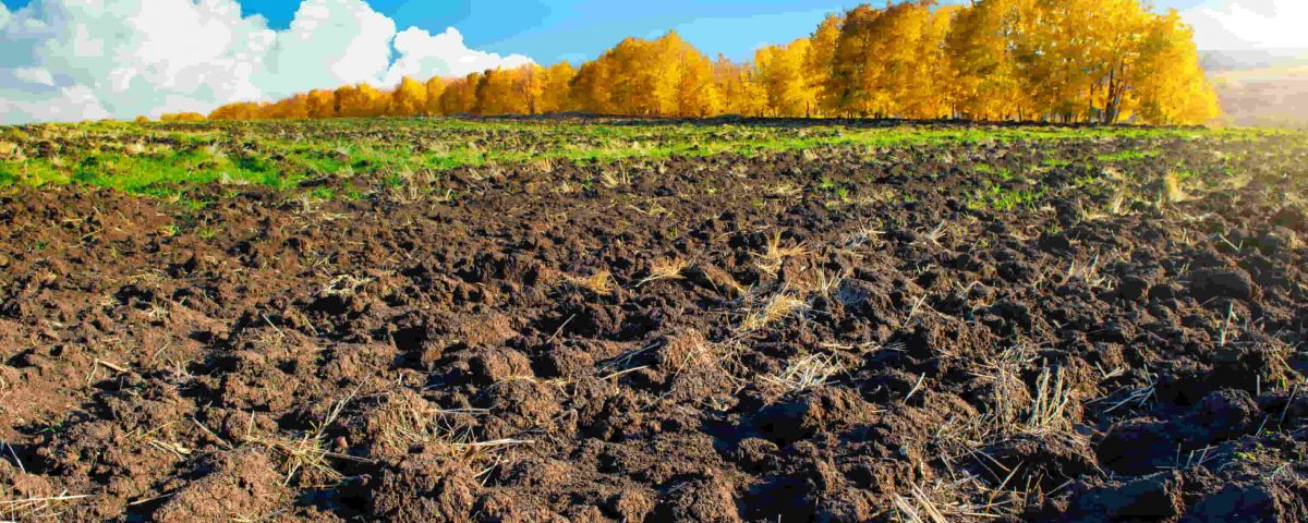 campo de tierra y fondo de un bosque en color amarillo