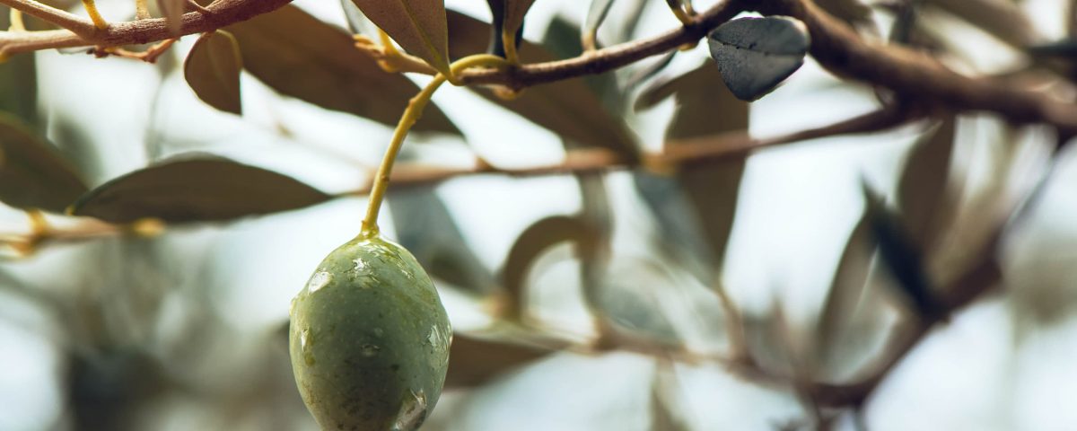 Imagen de una rama de olivo sin muchas hojas