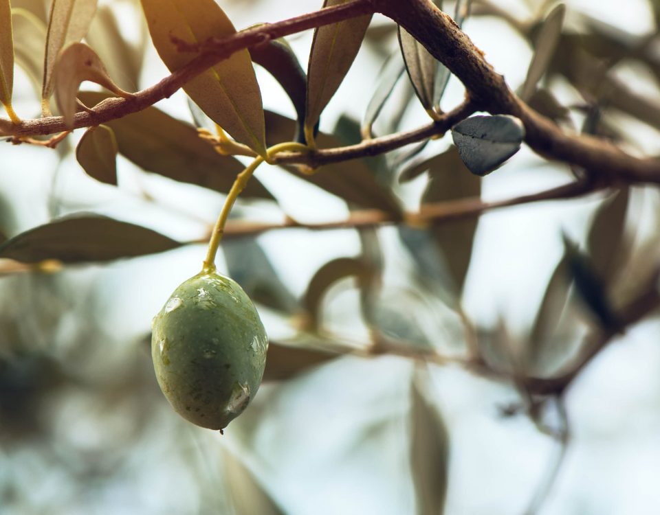 Imagen de una rama de olivo sin muchas hojas
