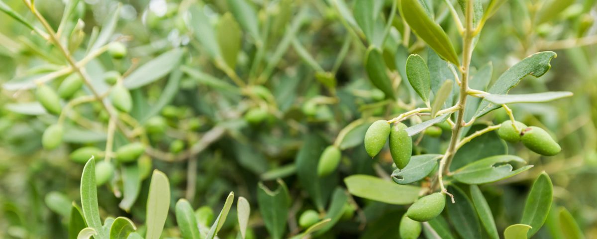 Imagen de un olivo con aceitunas