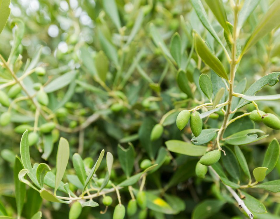 Imagen de un olivo con aceitunas