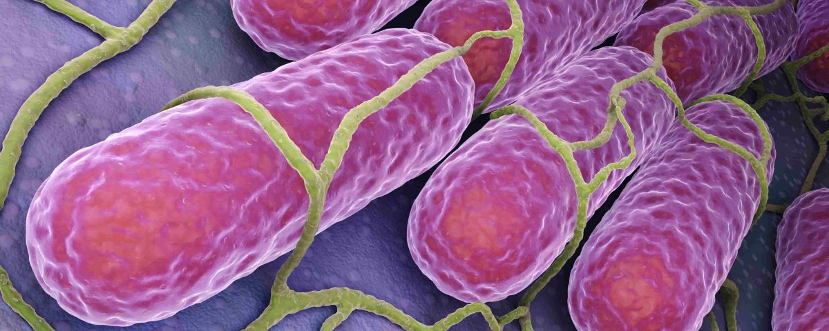 bacteria de la salomella en color rosa