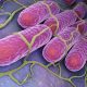 bacteria de la salomella en color rosa