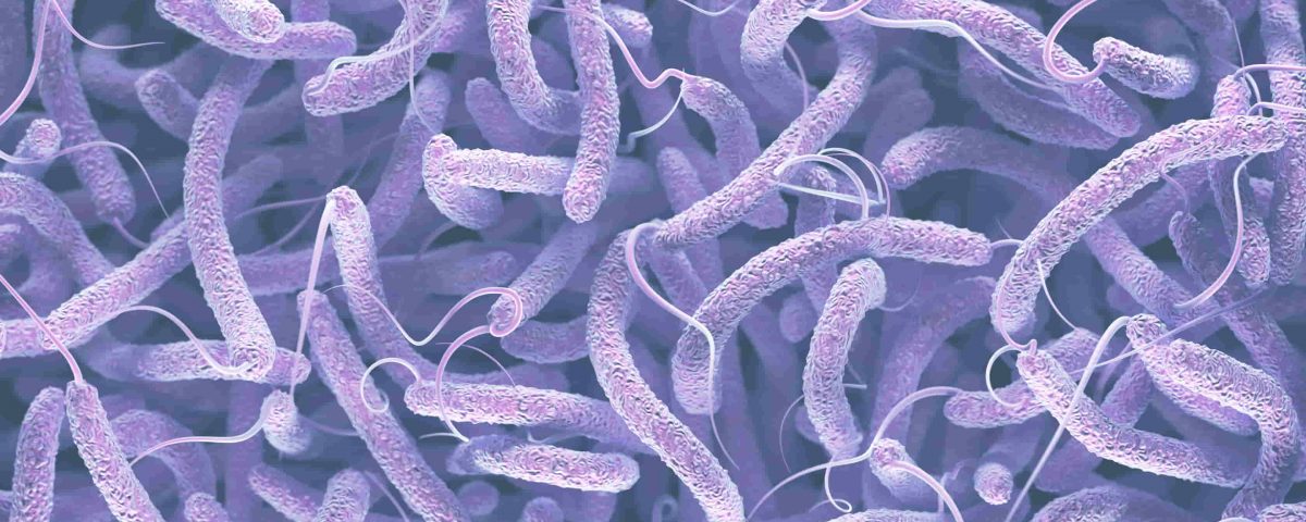 bacteria de color lila que afecta a más del 60% de la población