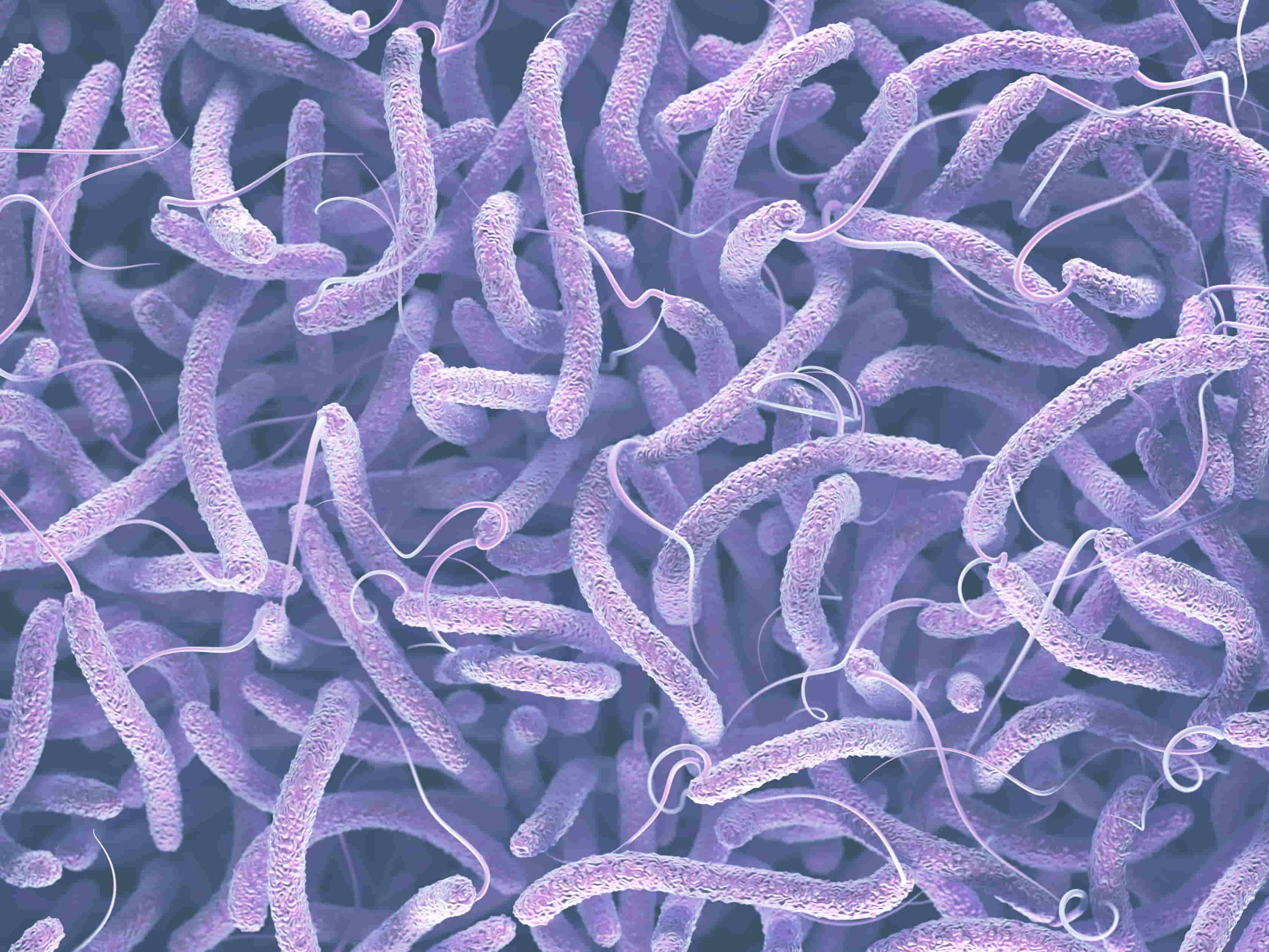 bacteria de color lila que afecta a más del 60% de la población