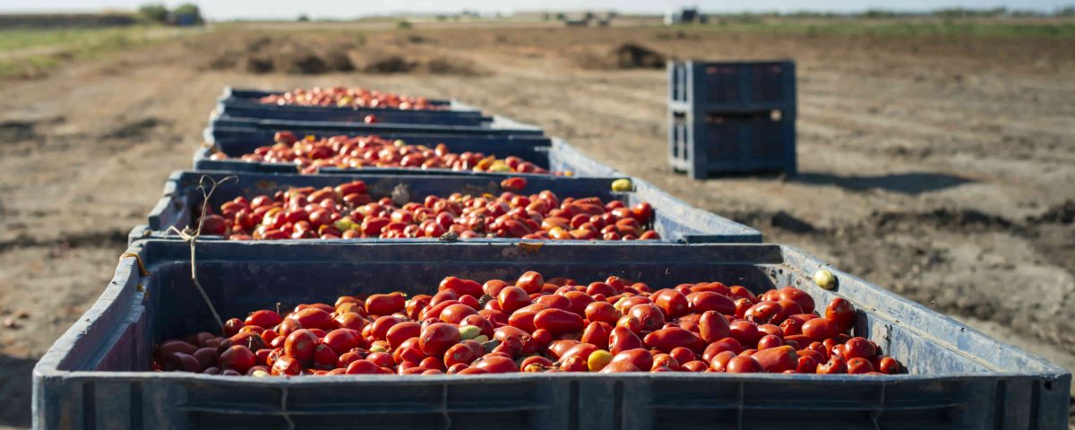 transporte con cajas llenas de tomate para evitar el control de la fruta