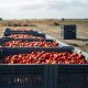 transporte con cajas llenas de tomate para evitar el control de la fruta