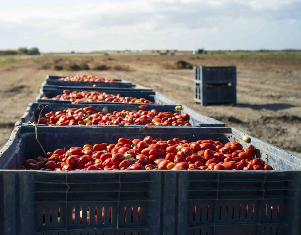 transporte con cajas llenas de tomate para evitar el control de la fruta