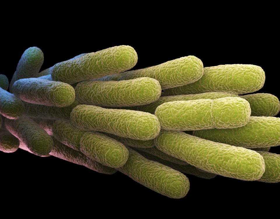 bacterias de color verde representano la Legionella