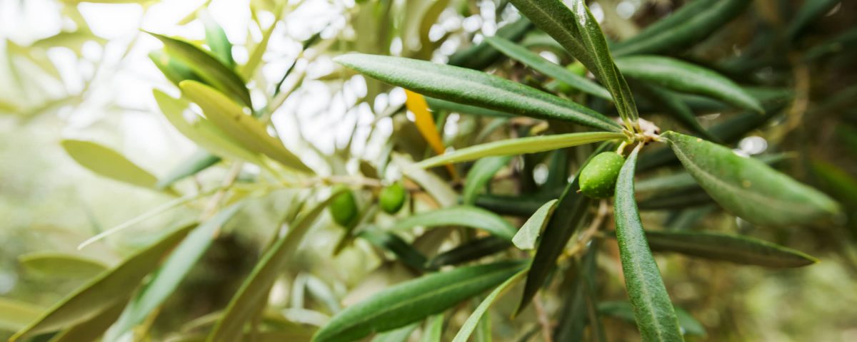 hojas de un olivo