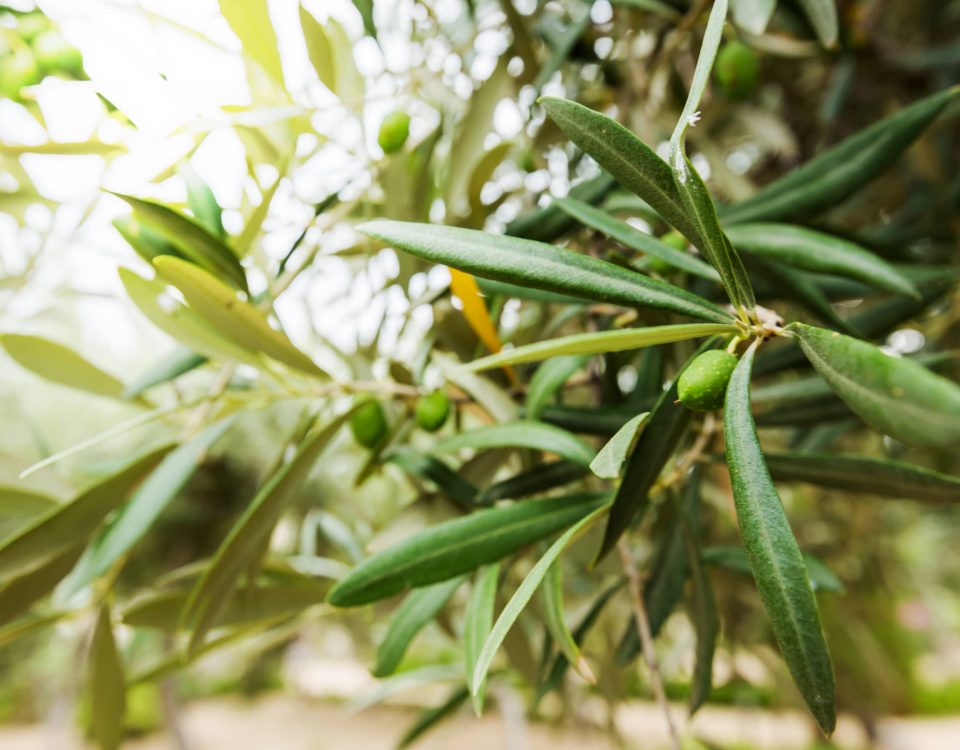 hojas de un olivo