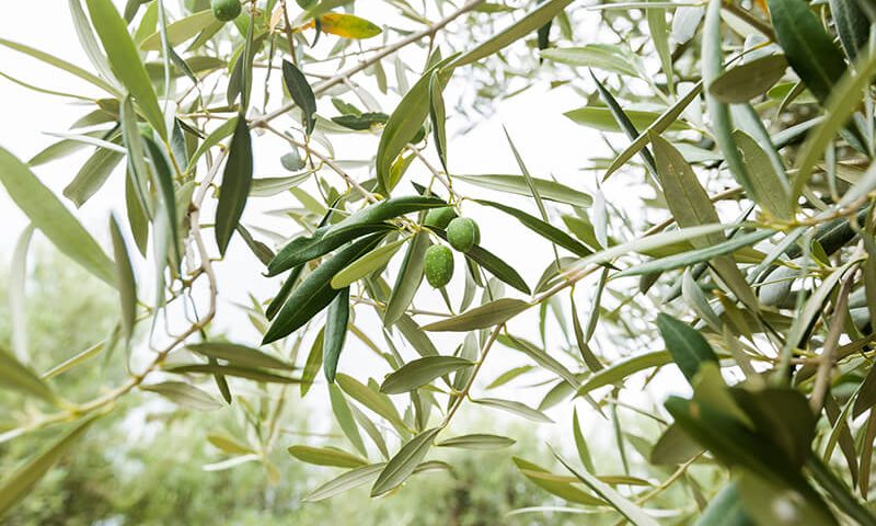 árbol aceituna