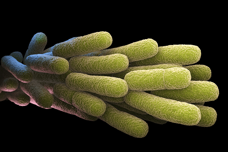 bacterias de la Legionella