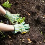 manos cultivando una planta