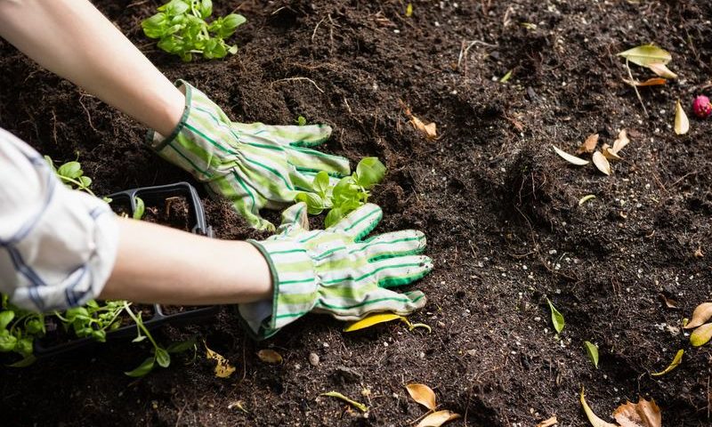 manos cultivando una planta